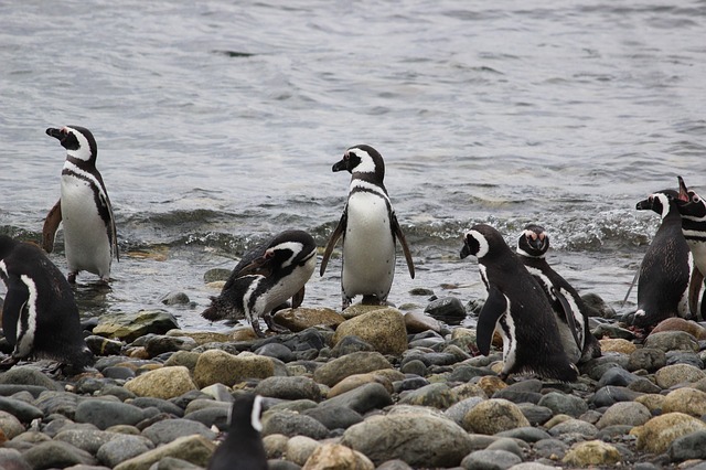Penguins Penguins
