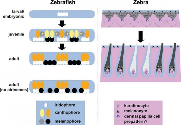 Stripe formation in zebrafish and zebra