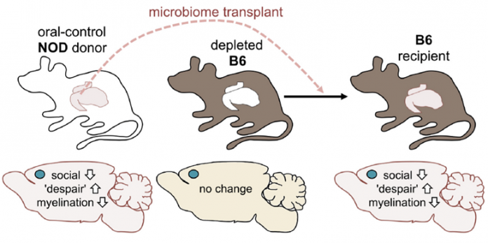 Altering the gut microbiome can trigger behavioral changes Altering the gut microbiome can trigger behavioral changes