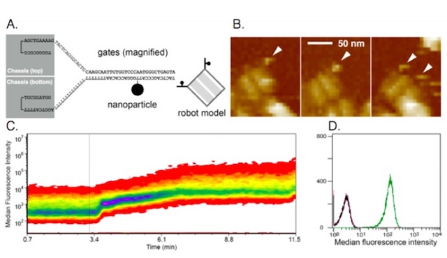 Remote-controlled DNA robot design and performance nanoscale robots