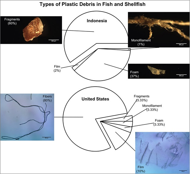 types-of-man-made-debris-in-market-fish-products man-made debris