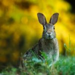 Rabbits love to eat plants high in DNA