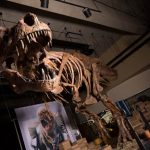 Scientists find biggest Tyrannosaurus rex in the world