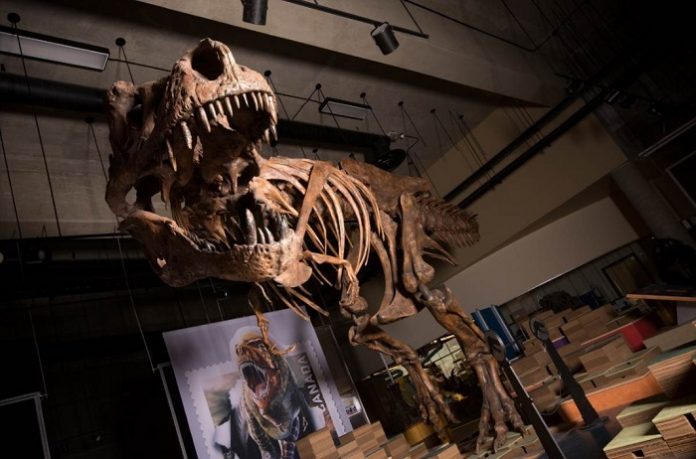 Scientists find biggest Tyrannosaurus rex in the world Scientists find biggest Tyrannosaurus rex in the world