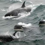 Scientists may discover a new species of killer whale