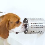 Dogs could smell cancer in blood