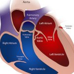 How to protect your heart valve health