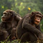 Showiest male primates may have smallest testicles
