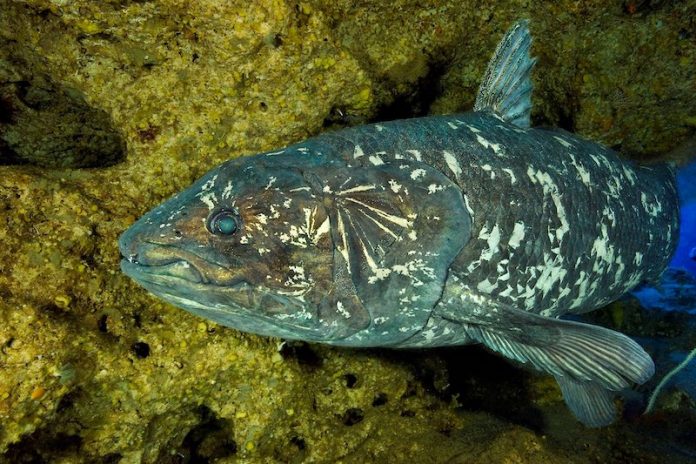 World’s oldest fish shows how ancient skull evolved World’s oldest fish shows how ancient skull evolved