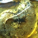 Amber lump offers rare glimpse of ancient sea life