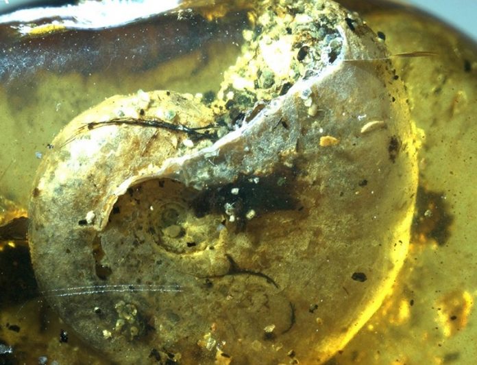 Amber lump offers rare glimpse of ancient sea life