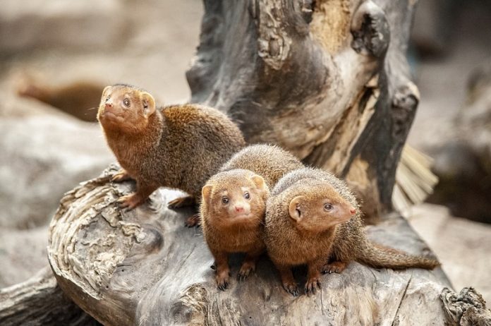 How in times of trouble animals also stand together