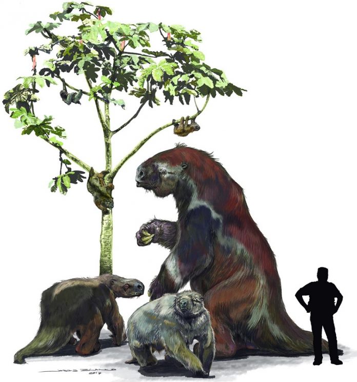 How sloths went from ground-dwelling giants to the small tree-climbers How sloths went from ground-dwelling giants to the small tree-climbers