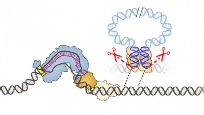 New gene editor could fix major shortcoming of current CRISPR tech
