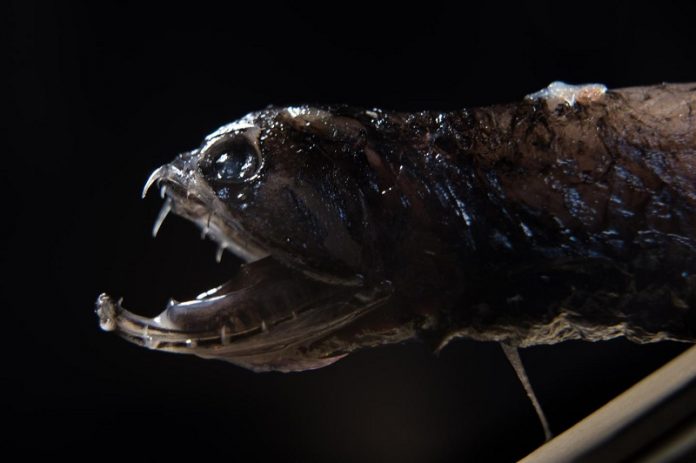 Scientists find why deep-sea dragonfish has transparent teeth Scientists find why deep-sea dragonfish has transparent teeth