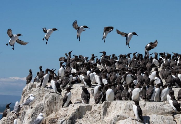 Wind can prevent seabirds accessing their most important habitat Wind can prevent seabirds accessing their most important habitat