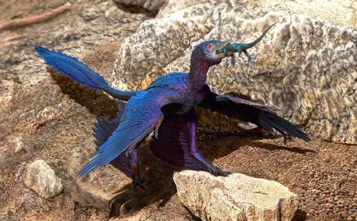 Scientists find new species of lizard in stomach of Microraptor Scientists find new species of lizard in stomach of Microraptor