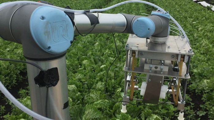 This robot uses machine learning to harvest delicate iceberg lettuce