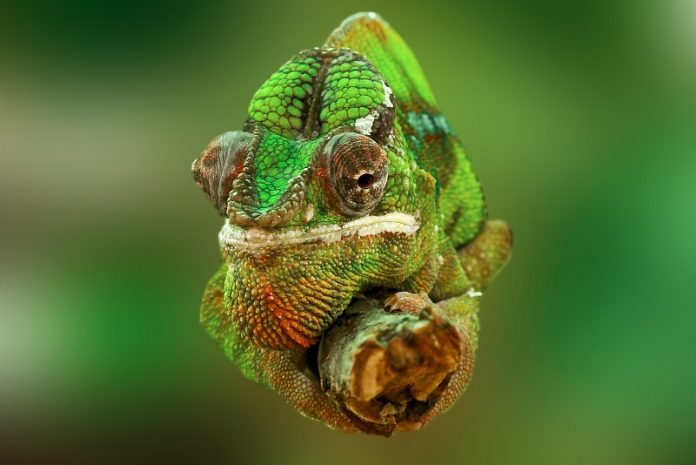Scientists create artificial 'chameleon skin' powered by nanomachines