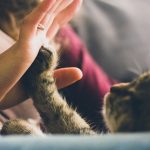 Cats, like babies and dogs, have attachments to their caregivers, study shows