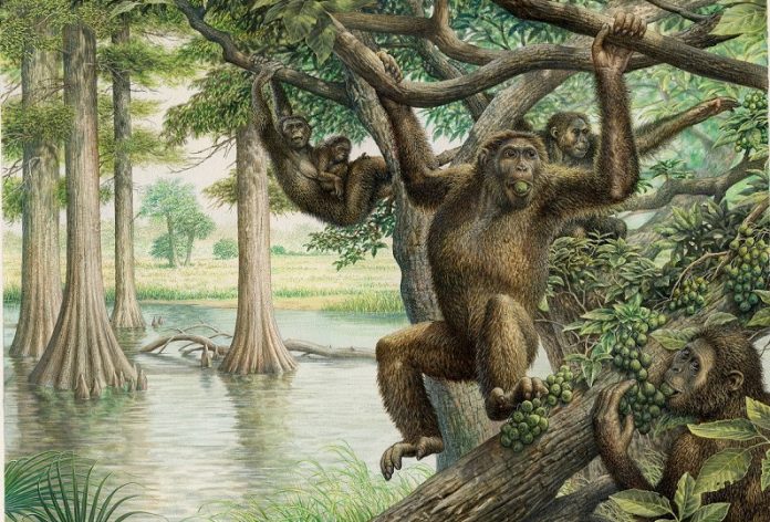 Rare 10 million-year-old fossil unearths new view of human evolution