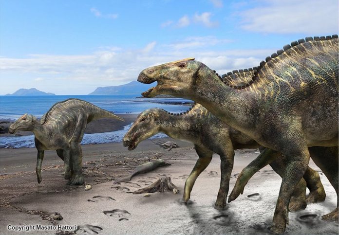 Scientists find a new duck-billed dinosaur, Kamuysaurus japonicus