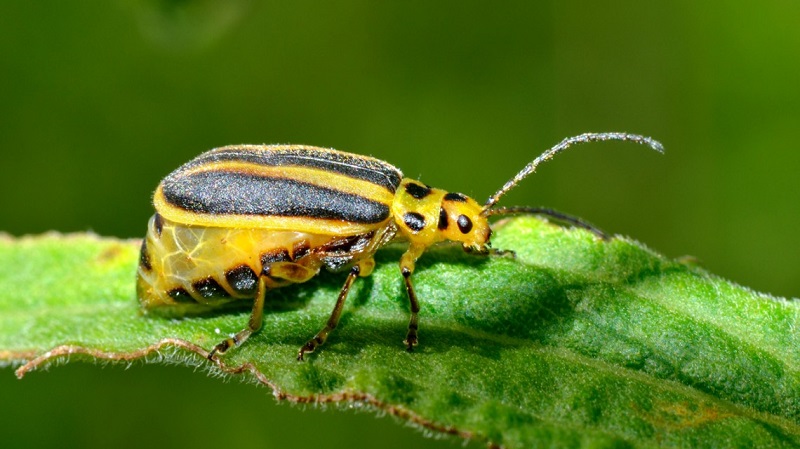 Plants could alert neighbors when they come under attack ...