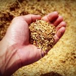 Scientists find new health benefit of eating rice