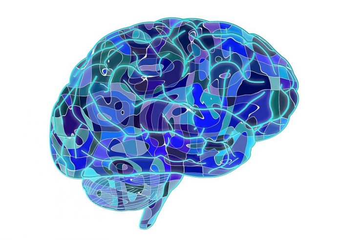 Scientists pinpoint neural activity’s role in human longevity