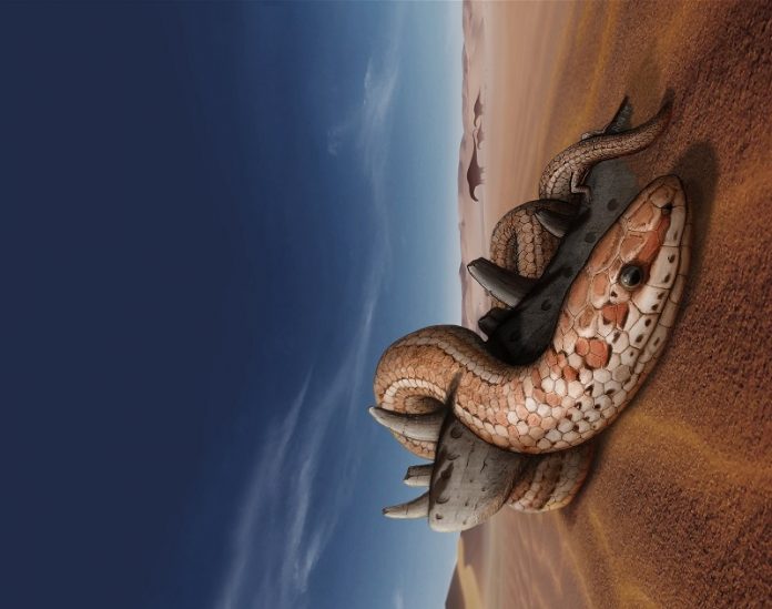 Legged snake fossils shed light on how snakes got their 