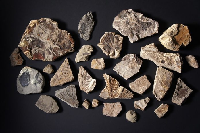 New fossils show life’s recovery after dinosaur-killing asteroid strike