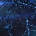 The brain in action: Scientists capture dynamic brain in action