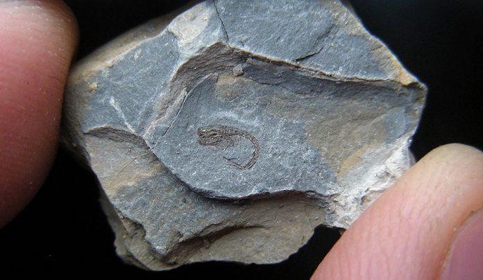 Scientists discover world’s oldest comma shrimp