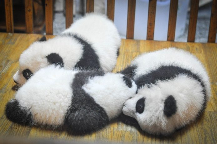 Why Are Giant Pandas Born So Tiny