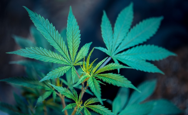 Here is what we really know about CBD’s health benefits