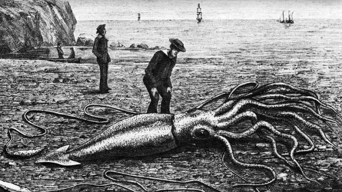 Scientists reveal the giant squid’s full genome