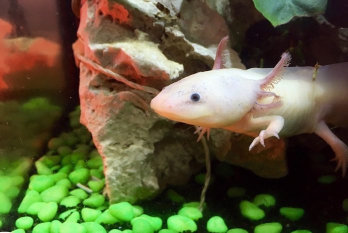 Tiny salamander’s huge genome may harbor the secrets of regeneration
