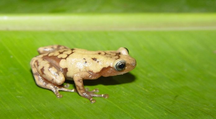 One-third of plant and animal species could be gone in 50 years
