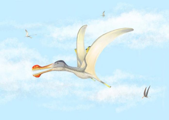 flying pterosaurs