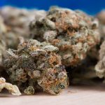 Single dose of cannabis THC may cause psychotic, depressive, and anxiety symptoms