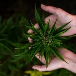 Marijuana addiction linked to many mental health problems