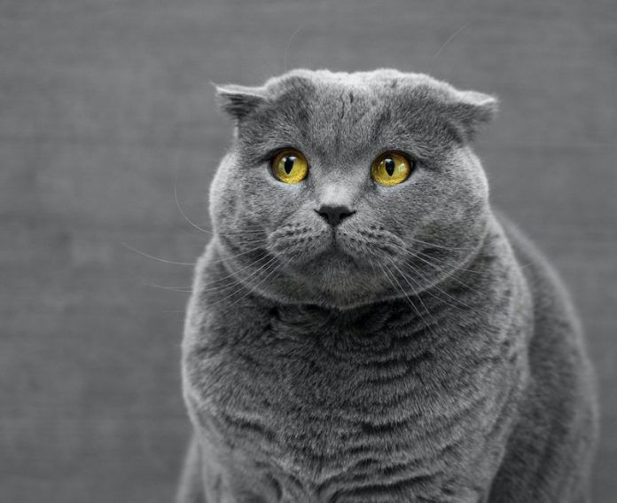 COVID-19- Cats can become infected and transmit the disease
