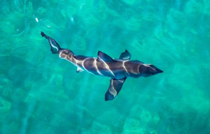 Scientists make stunning discoveries about great white shark diet