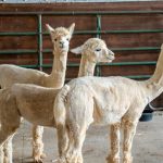 These animals could be the secret weapon against COVID-19