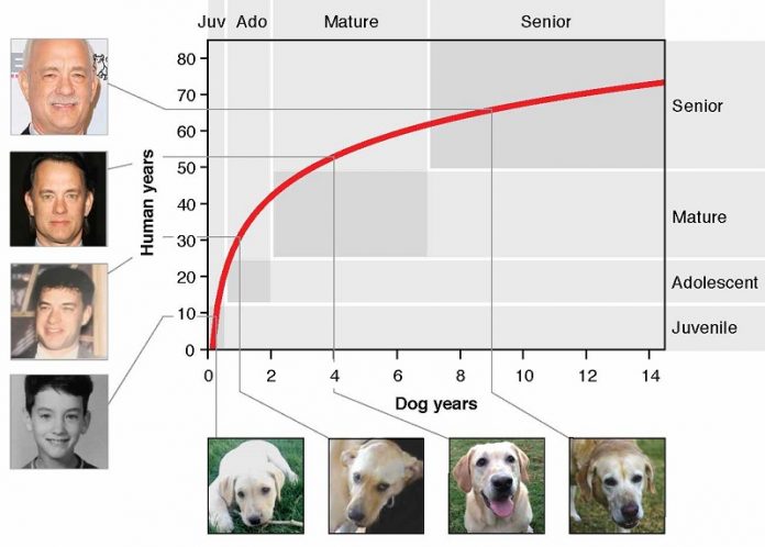 How old is your dog in human years Scientists develop better method than ‘multiply by 7’