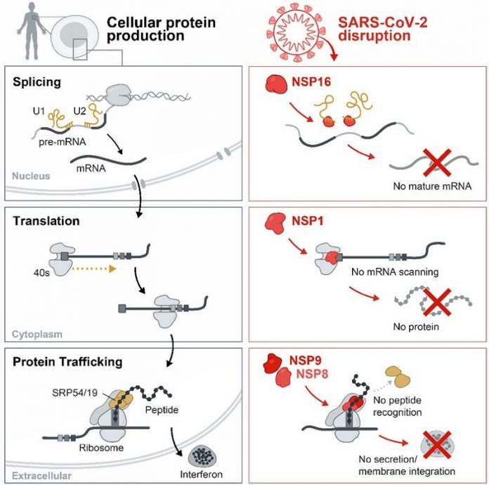 How coronavirus disables the human cellular alarm system