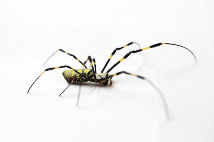 Joro spider