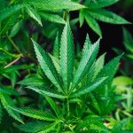 CBD in cannabis does not impair driving, this landmark study finds