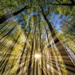 UV radiation from sunlight can reduce COVID-19 transmission, study shows