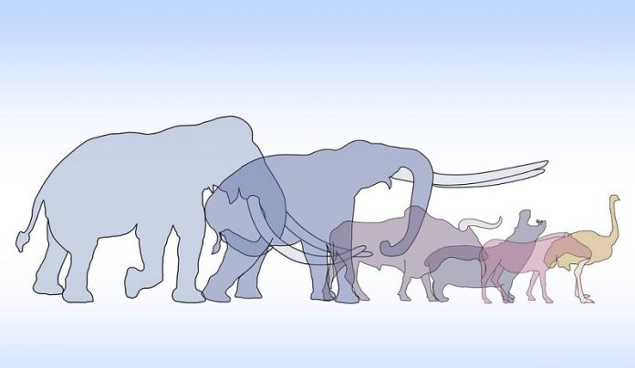 Why do elephants and tigers still roam in India